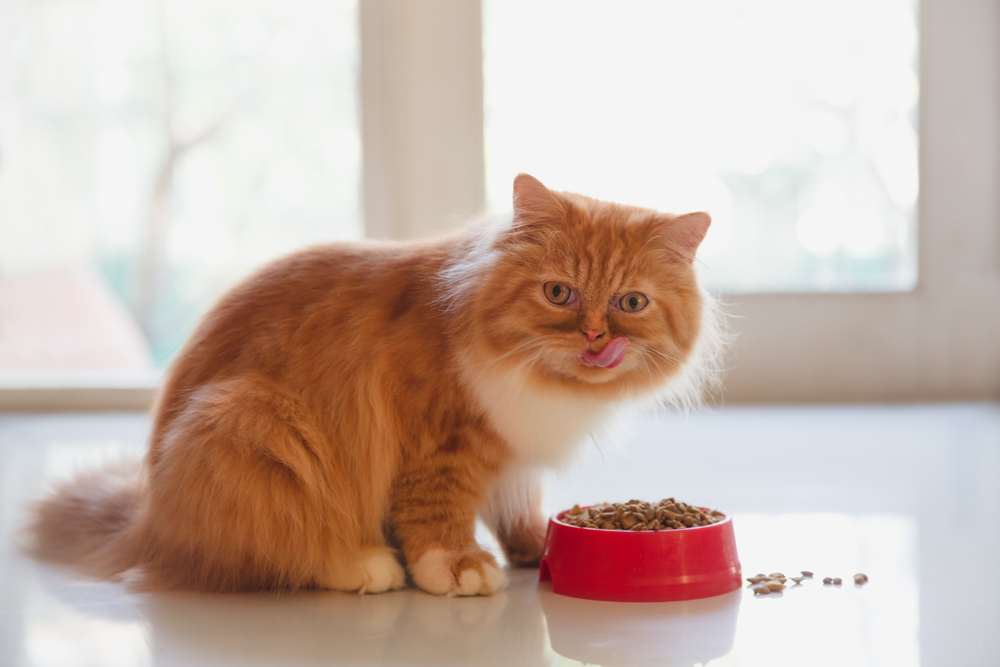 A regal Persian cat delicately enjoying a meal of dry cat food.