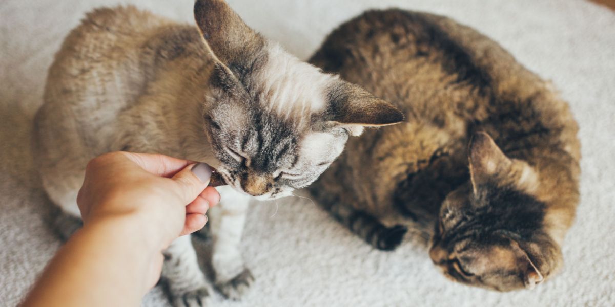 Woman is giving Devon cats treat