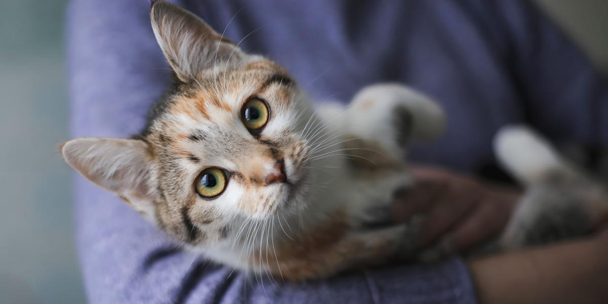 A pair of women's hands gently cradling a cat, illustrating a tender and caring bond between humans and their feline companions.