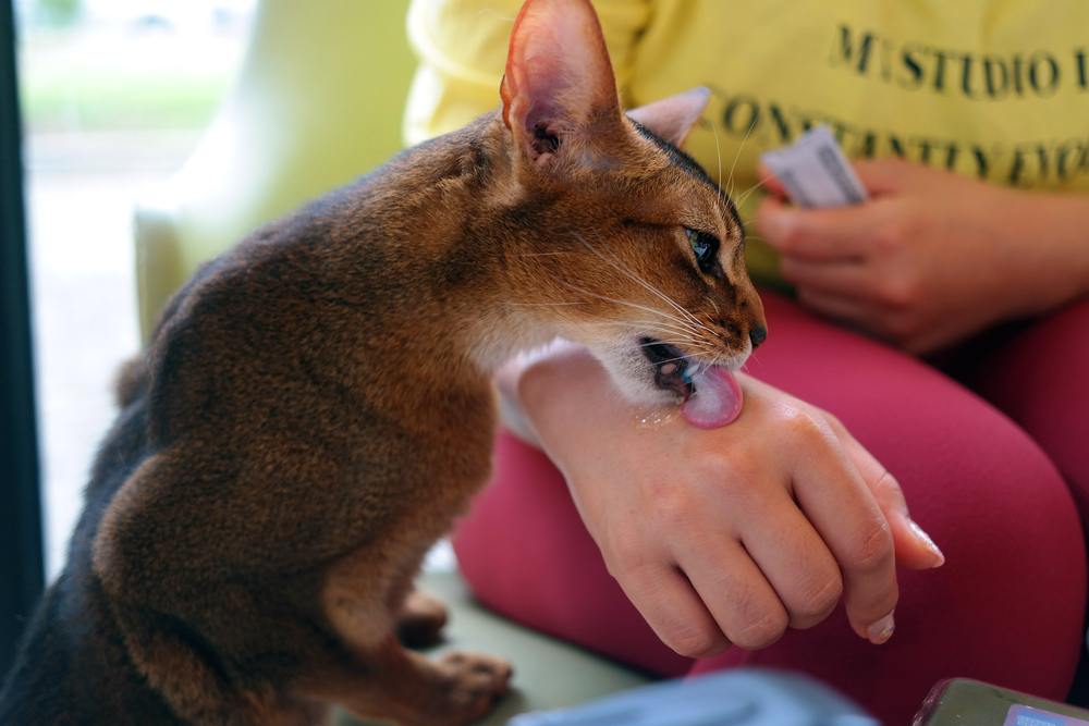 cat comes and licks cat treat