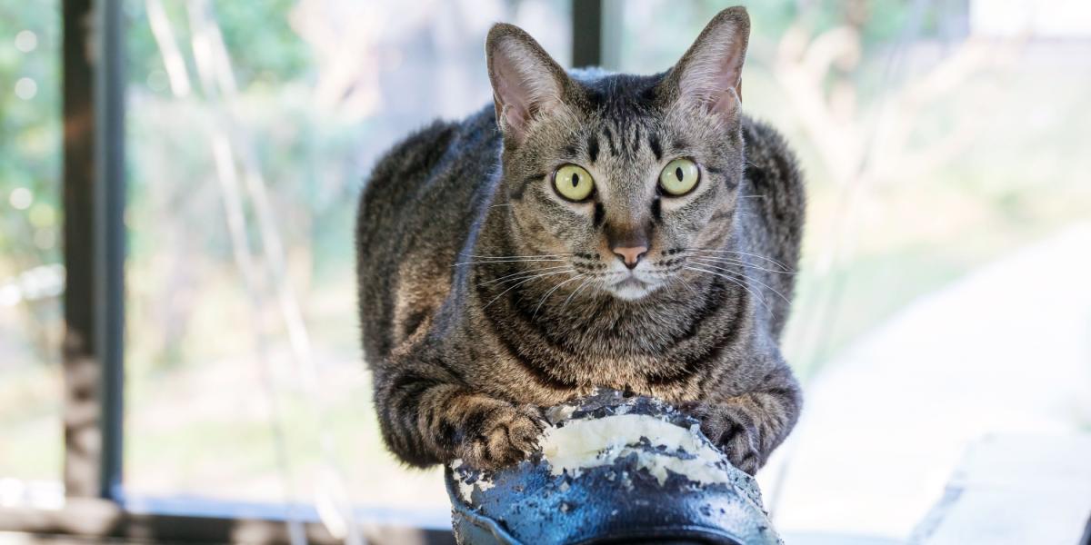 gray striped cat scratching a black chair