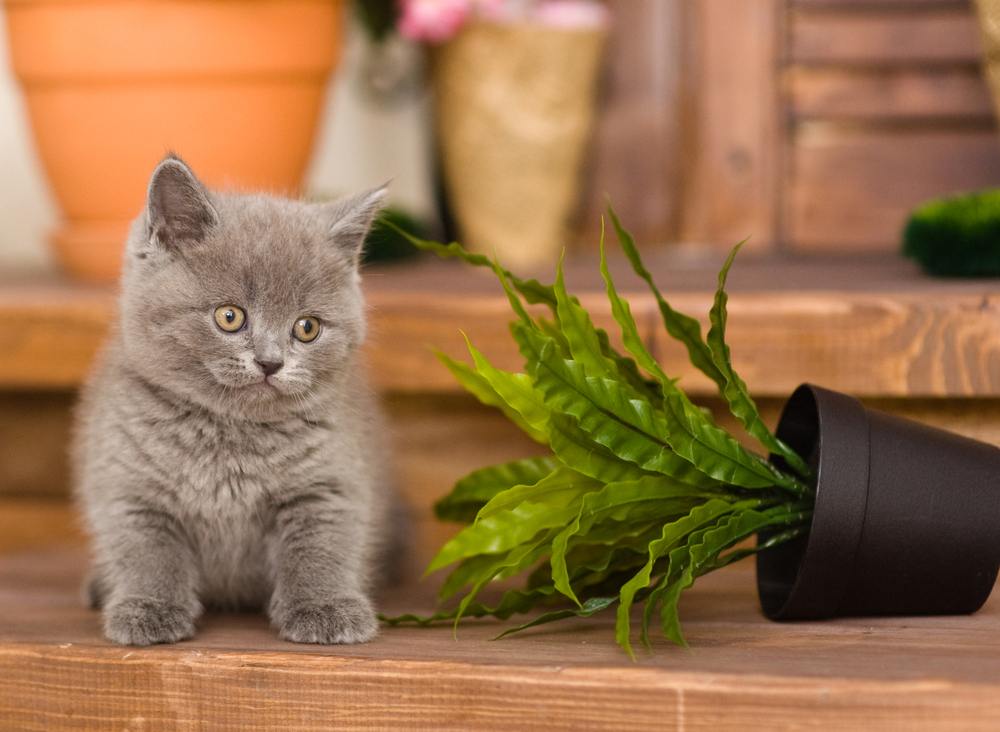 A playful kitten knocking over a flower pot, showcasing the adorable mischief of a young feline.