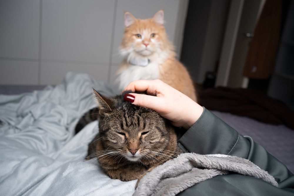 tabby cat getting stroked on bed by pet owner