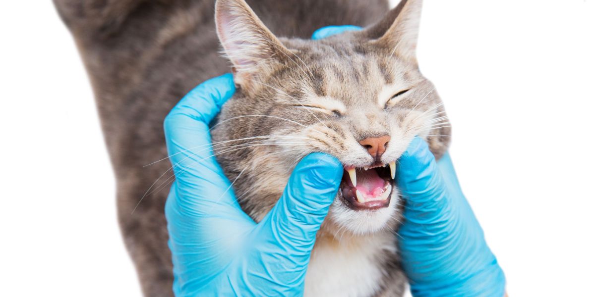 veterinarian checks cat mouth