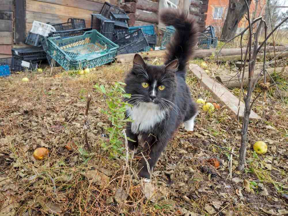 A black and white cat walks