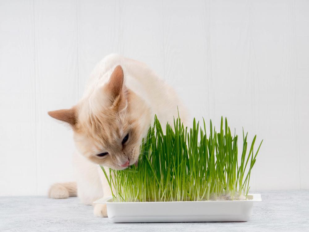 A cat happily consuming fresh green grass, showcasing its natural behavior of ingesting greens to aid digestion and well-being.