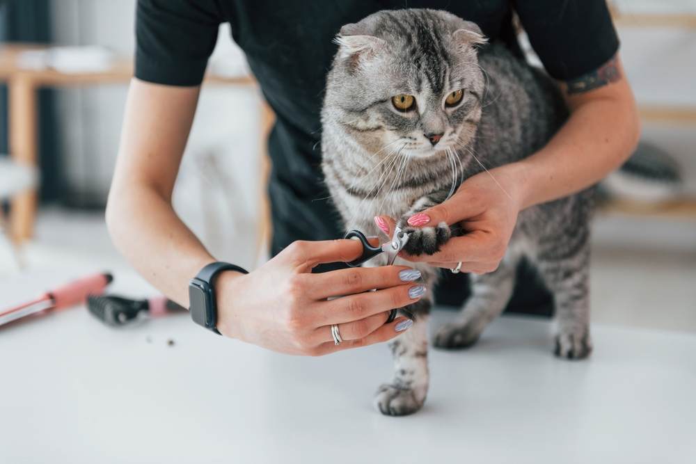 Checking the nails on paw