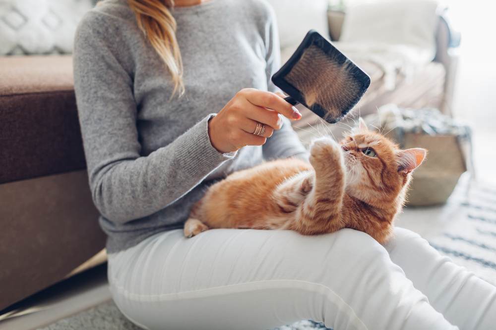 Combing ginger cat with comb brush at home