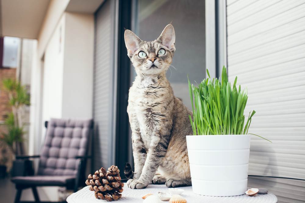 Devon Rex cat is sitting