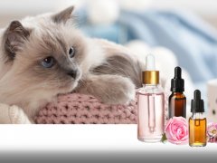 Curious cat gazing intently at an array of essential oils, displaying a mix of intrigue and contemplation