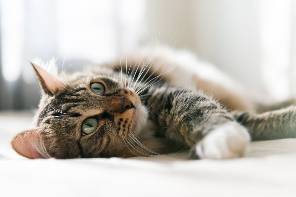 A serene image of a gray cat peacefully resting on a bed, embodying relaxation and contentment.