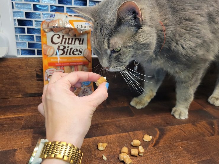 hide pill in cat food