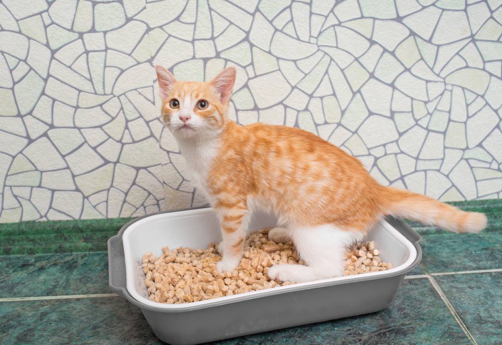 Red-haired cat in litterbox