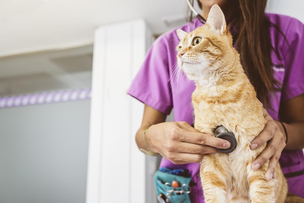 Veterinarian doctor is making a check up of a cute beautiful cat