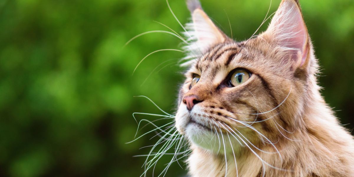 An image highlighting the striking presence of a black tabby Maine Coon cat, with its majestic fur and distinctive tabby markings.