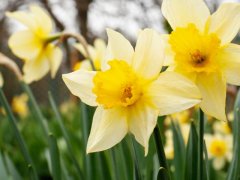 Vibrant daffodils in full bloom, thriving in a garden setting and adding a splash of color to the landscape.