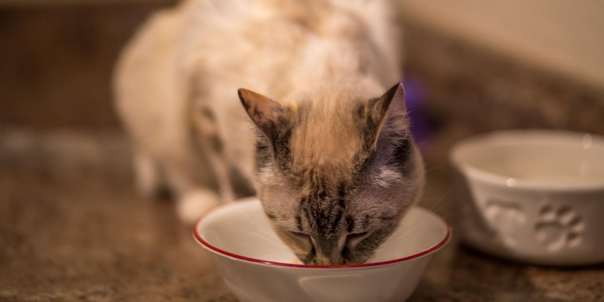 cat eating delicious soft food