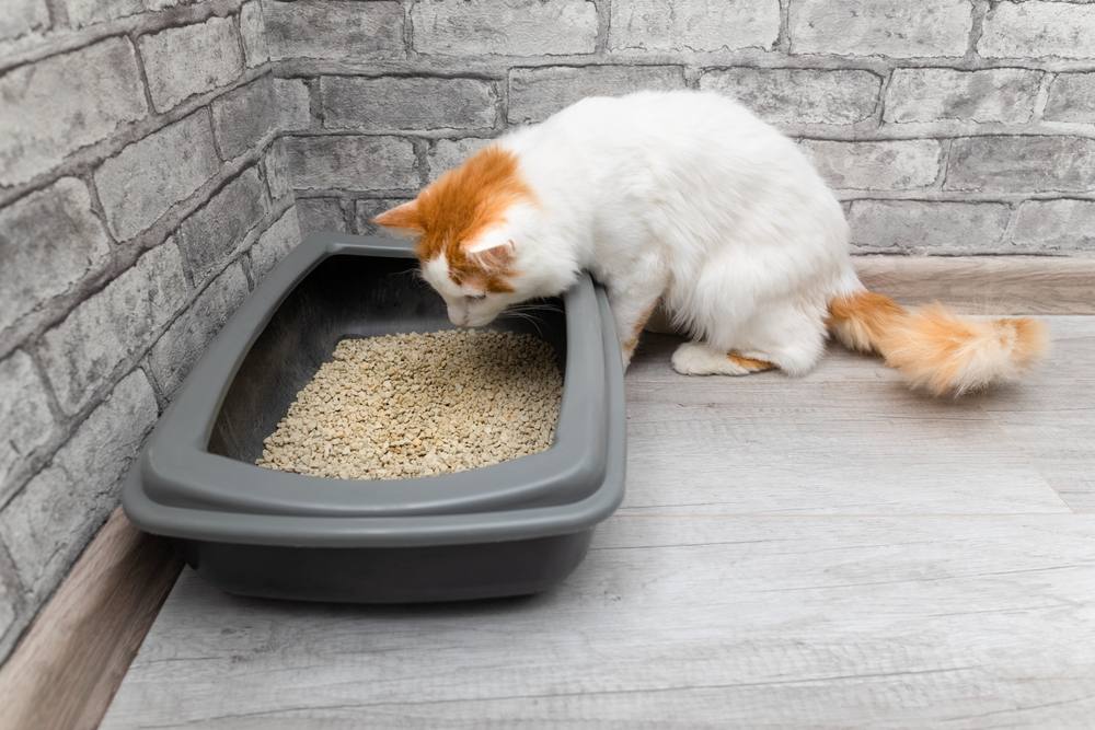 Domestic cat gazing at the litter box. 