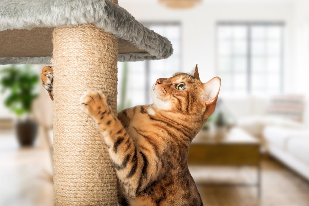 ginger cat with a cat pole