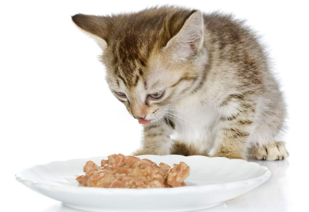 kitten eating cat food