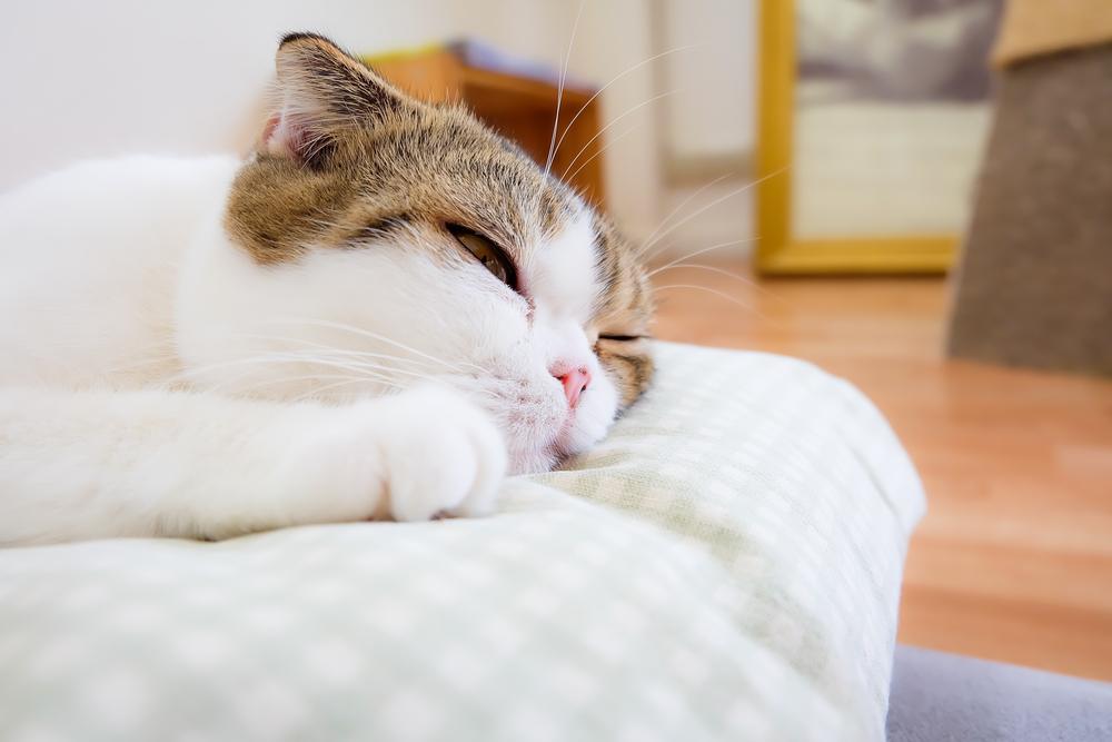 A lethargic cat resting with lowered energy levels, potentially indicating a health issue or the need for rest and care.