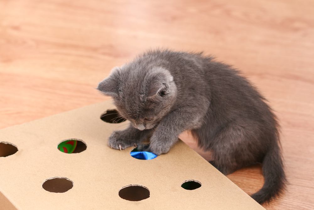 little kitten plays