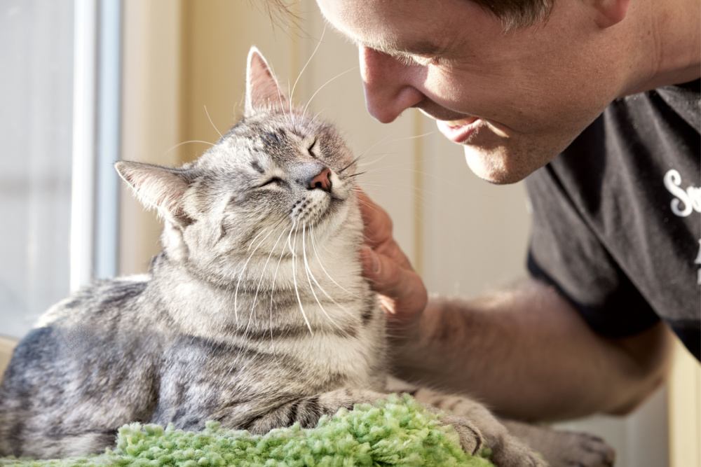 man rub cat