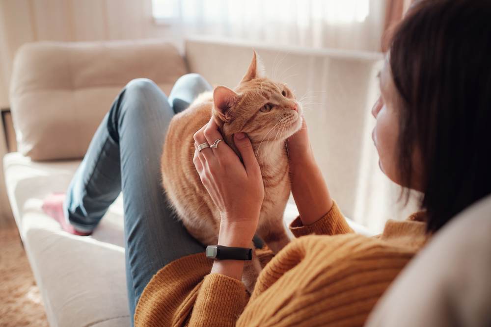 pet in sofa