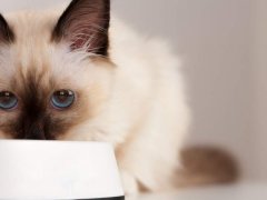 seal point Birman cat, 4 month old kitten