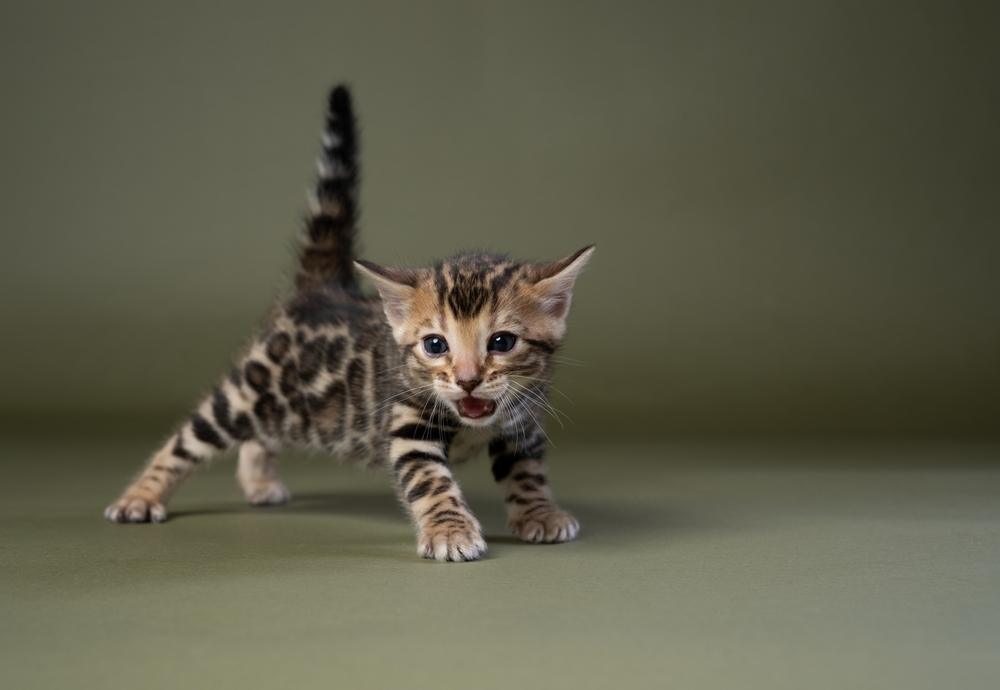 small bengal kitten meowing