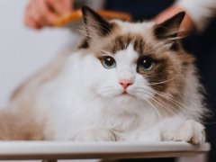 Image of a woman combing a Ragdoll cat, demonstrating the care and attention these affectionate felines deserve