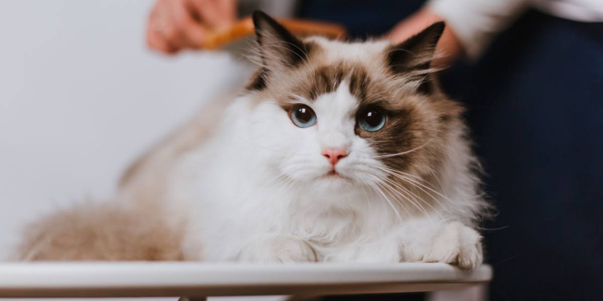 woman combing ragdoll cat