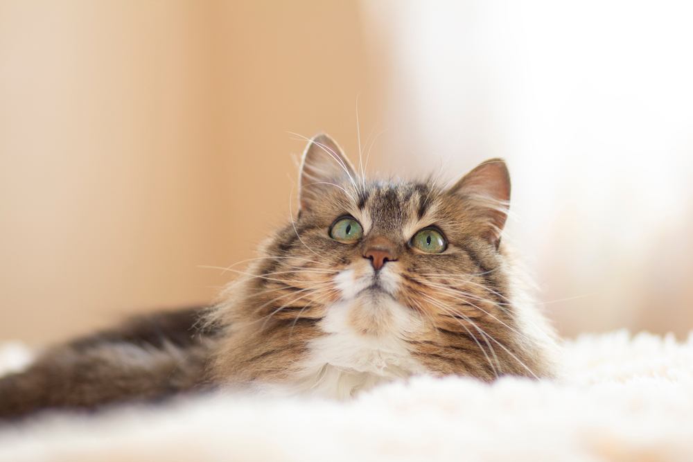 An image capturing the youthful charm of a fluffy ginger Siberian cat, showcasing its vibrant coat and endearing expression.