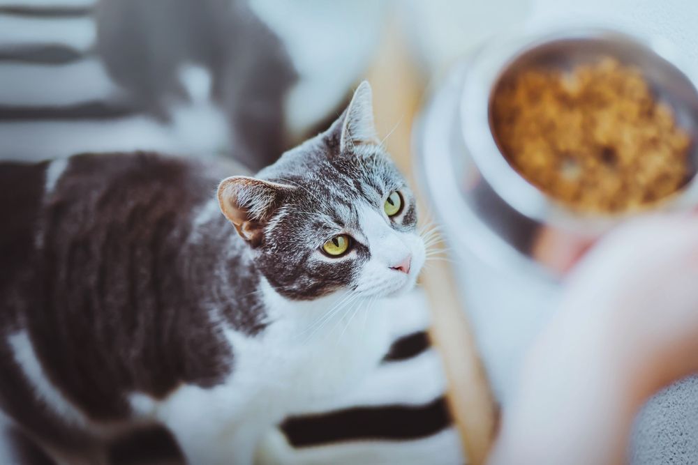 Adorable striped domestic cat with yellow eyes gazing at a bowl of food