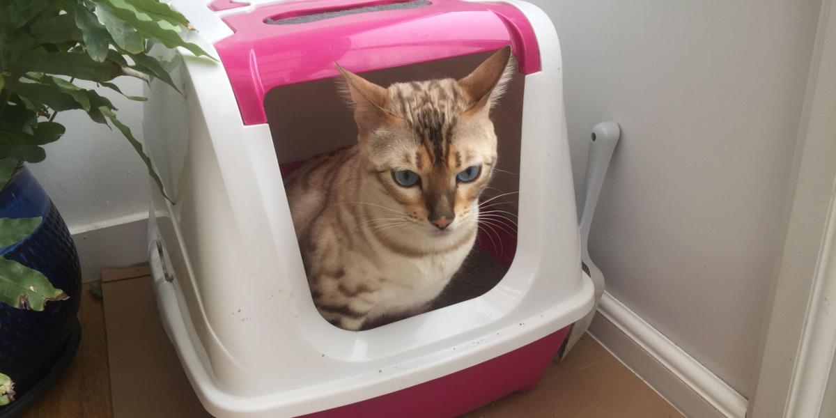 Bengal cat exhibiting proper litter box usage