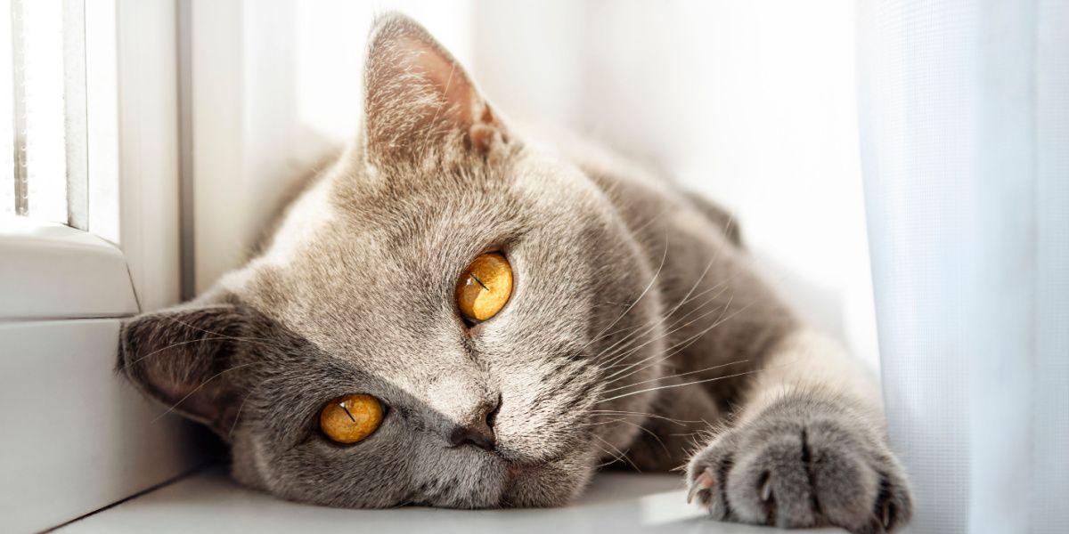 British cat basking in the sun, peacefully lying on the windowsill and enjoying a moment of warmth and relaxation