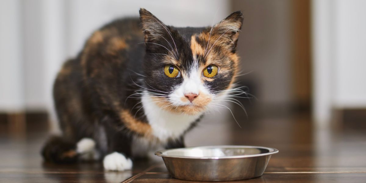 Lipoma in Cats: Cute brown cat eating from metal bowl at home