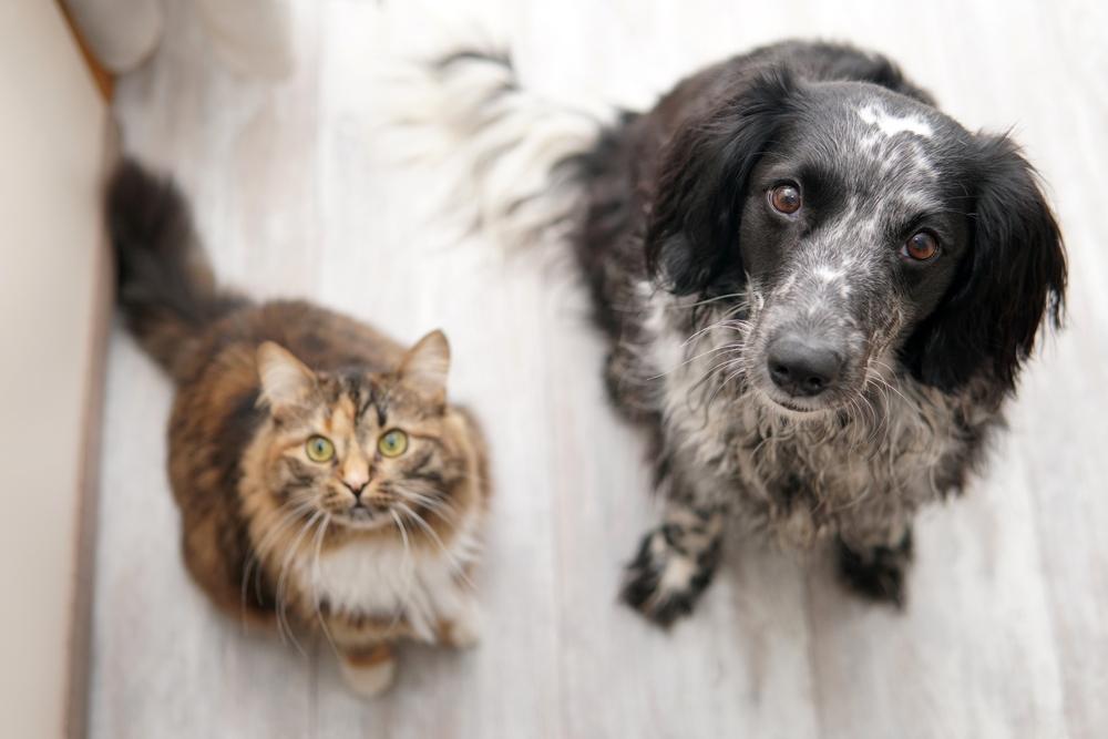 Dog and cat sit on the floor