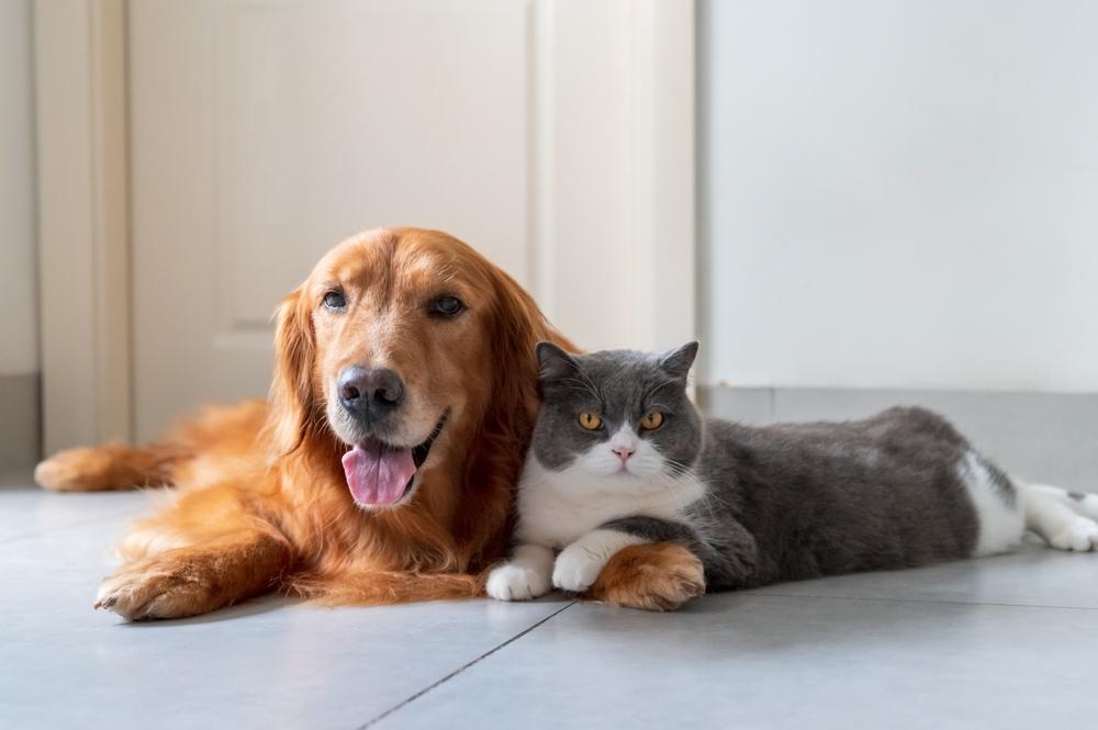 Golden Retriever and British Shorthair get along