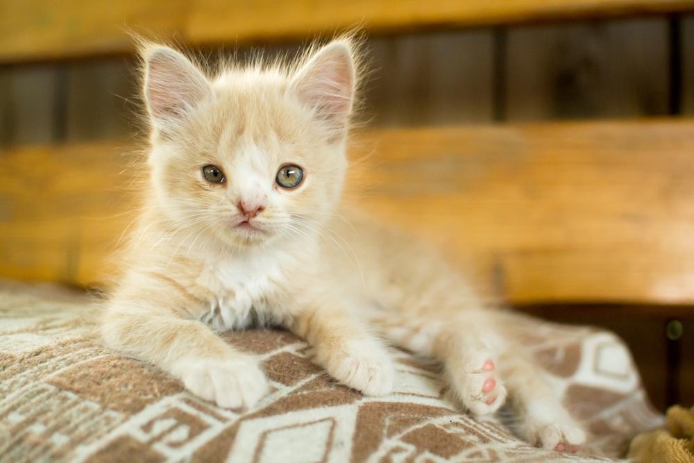 Kitten with a birth defect, highlighting the uniqueness and special care often required for such felines