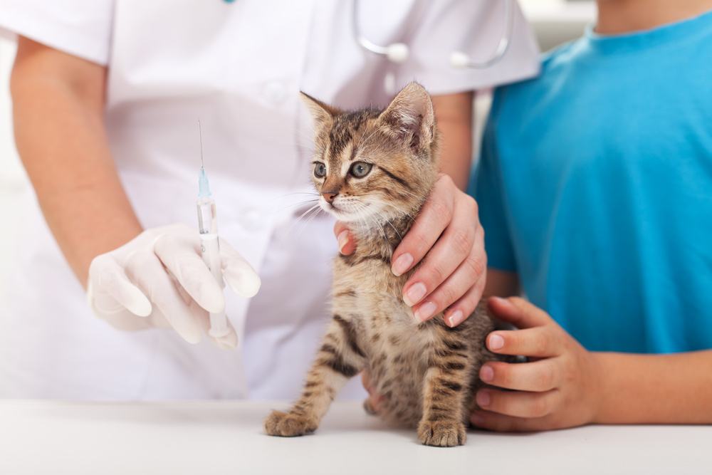 Little kitten at the veterinary - getting a vaccine