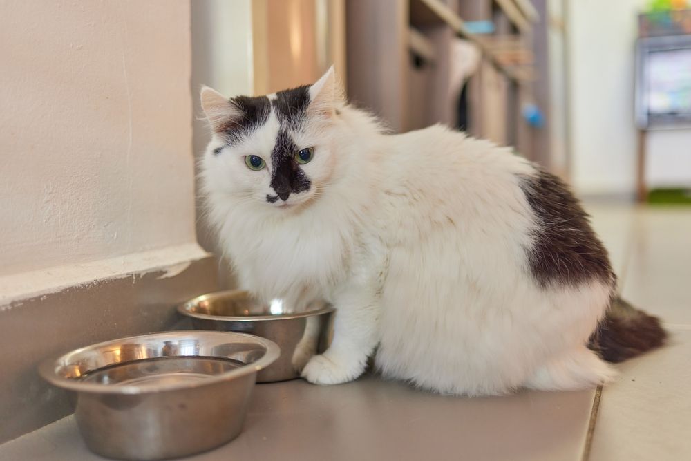 Maine Coon cat positioned near a water bowl