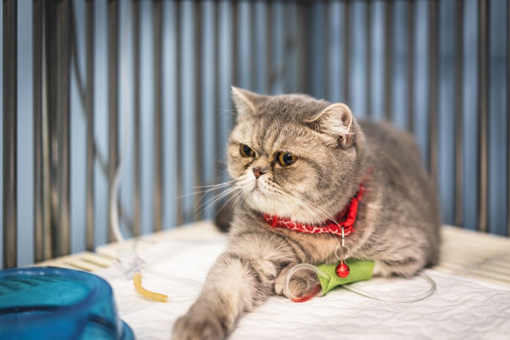 Scottish Fold cat undergoing intravenous fluid therapy at a vet clinic