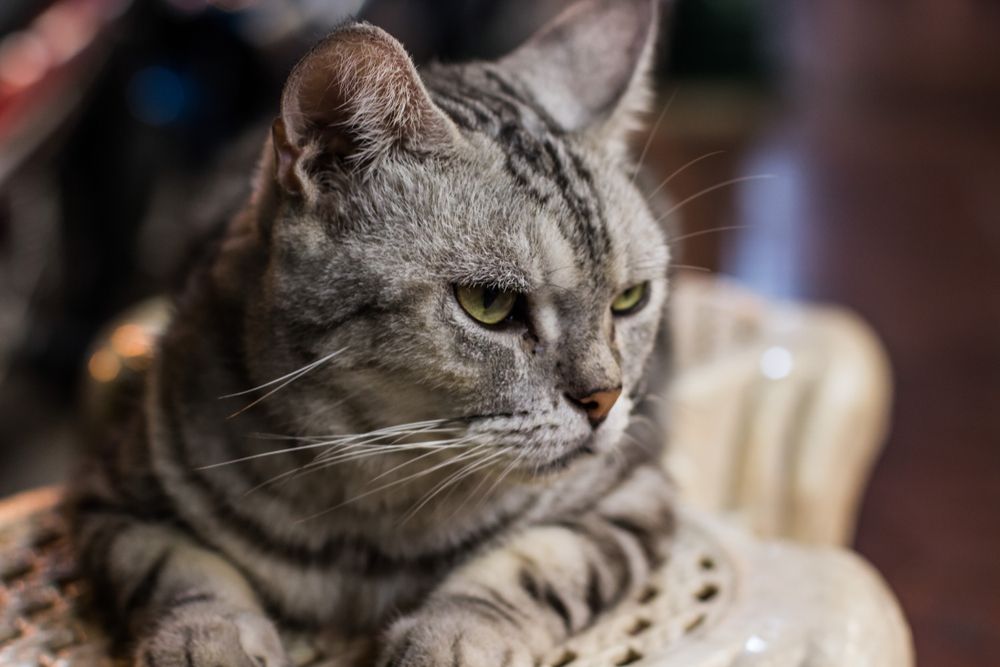 A gray tabby cat sitting on a chair.