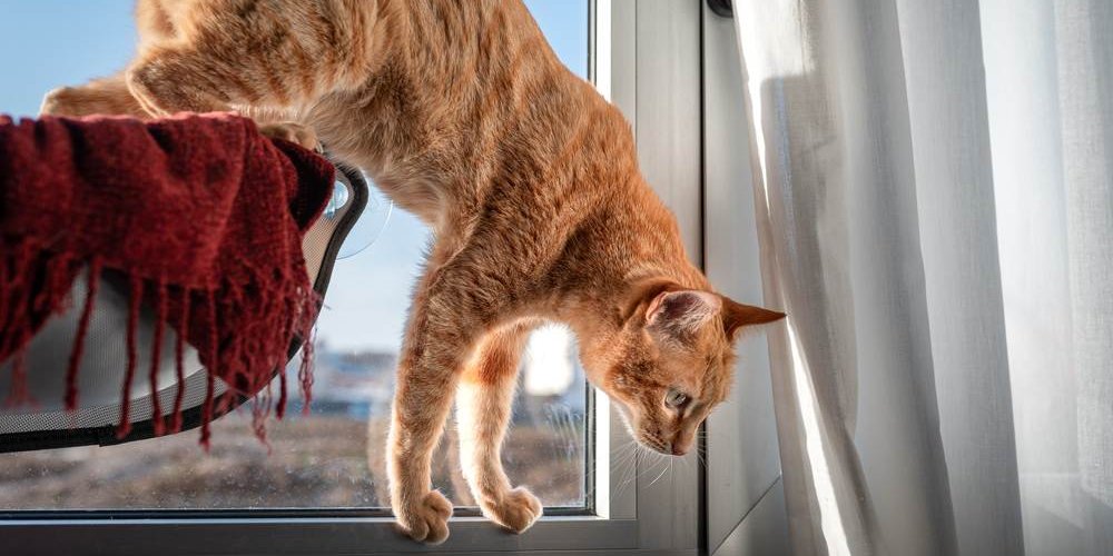 While cats are excellent climbers and can right themselves to land safely from many falls, they still need to be kept safe from very high falls.