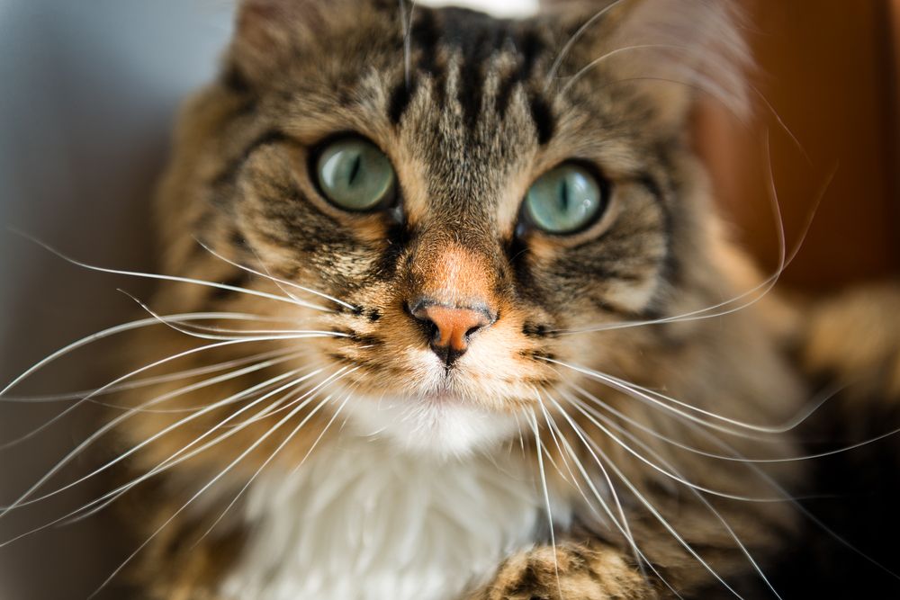 Captivating image of a cat gazing directly at the camera