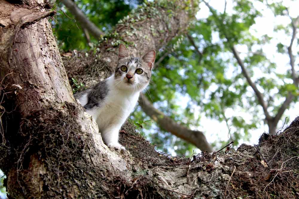 cat looking something from far