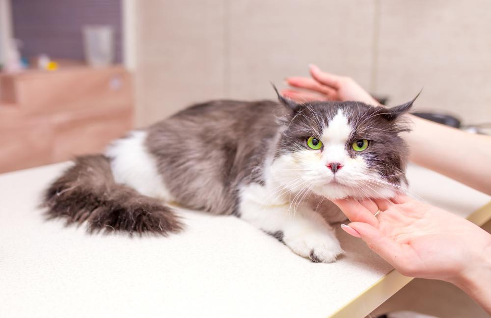 Cat owner consulting with a veterinarian regarding medication