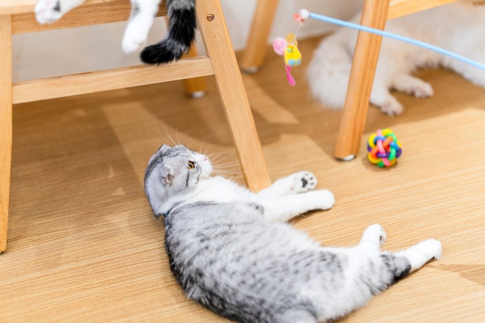 cat playing with toys