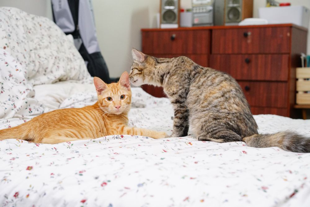 cat smelling another cat's ear